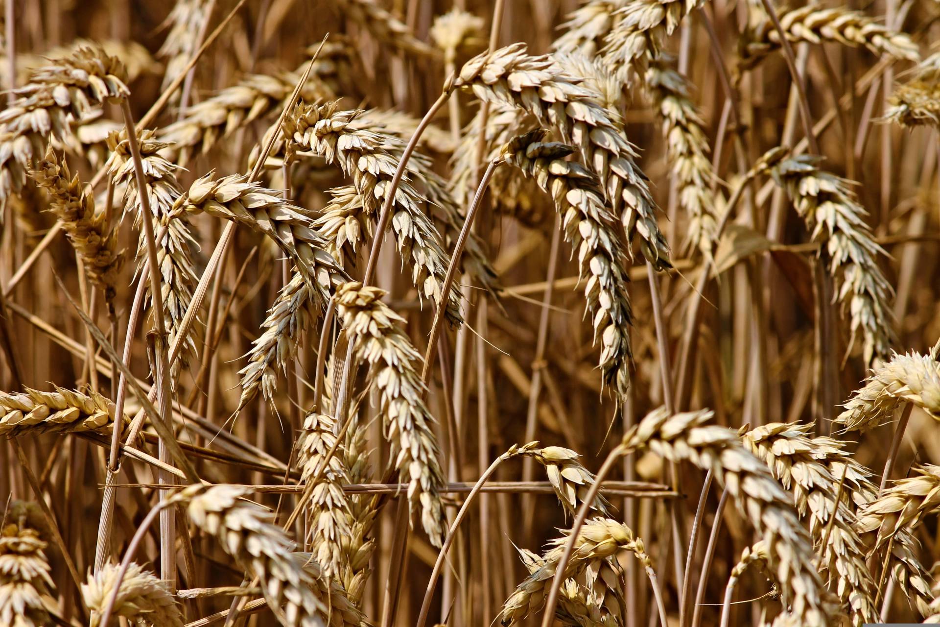 Photograph of wheat in a field