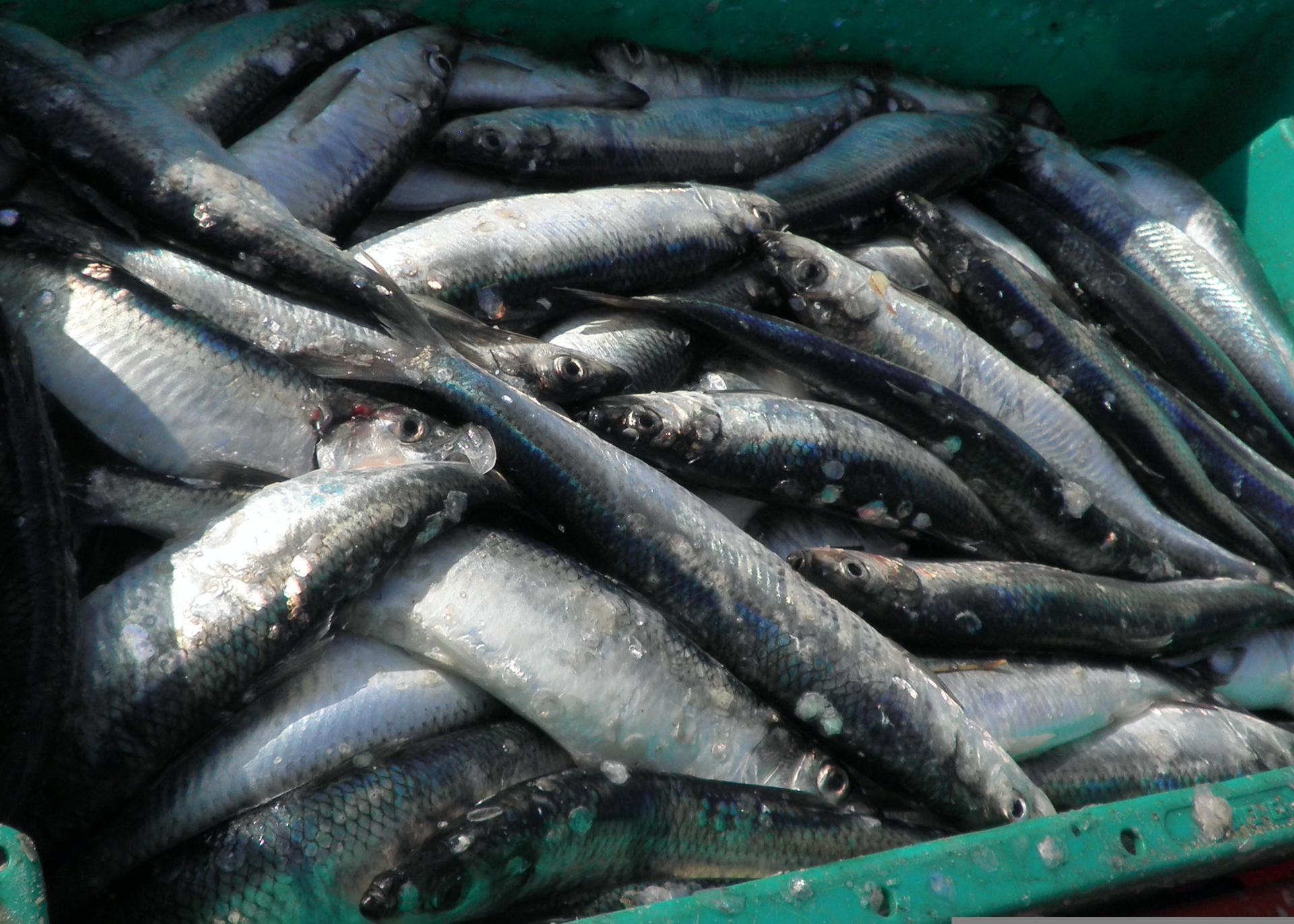 Photograph of a haul of fish